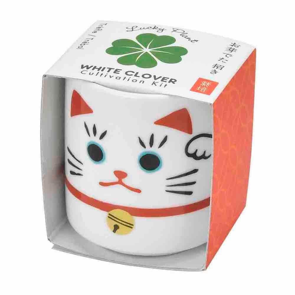 Lucky Plant - Beckoning Cat