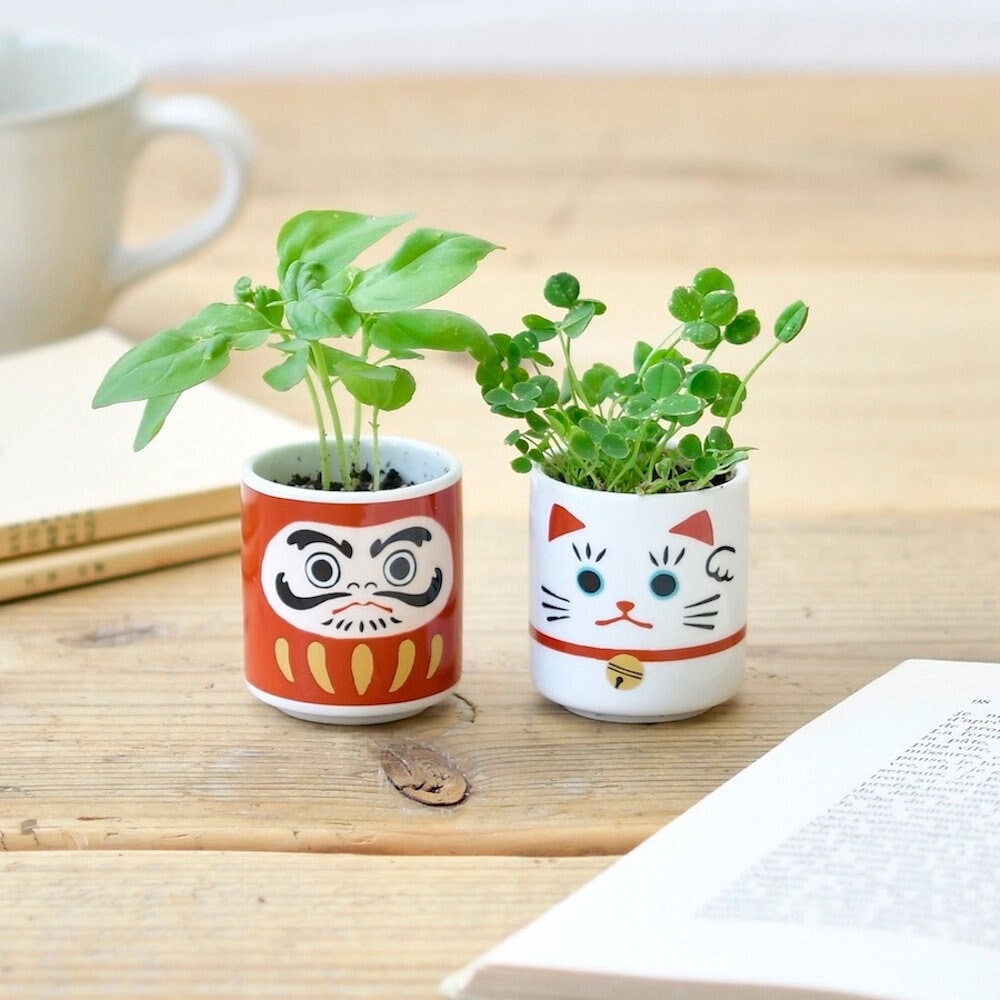 Lucky Plant - Beckoning Cat