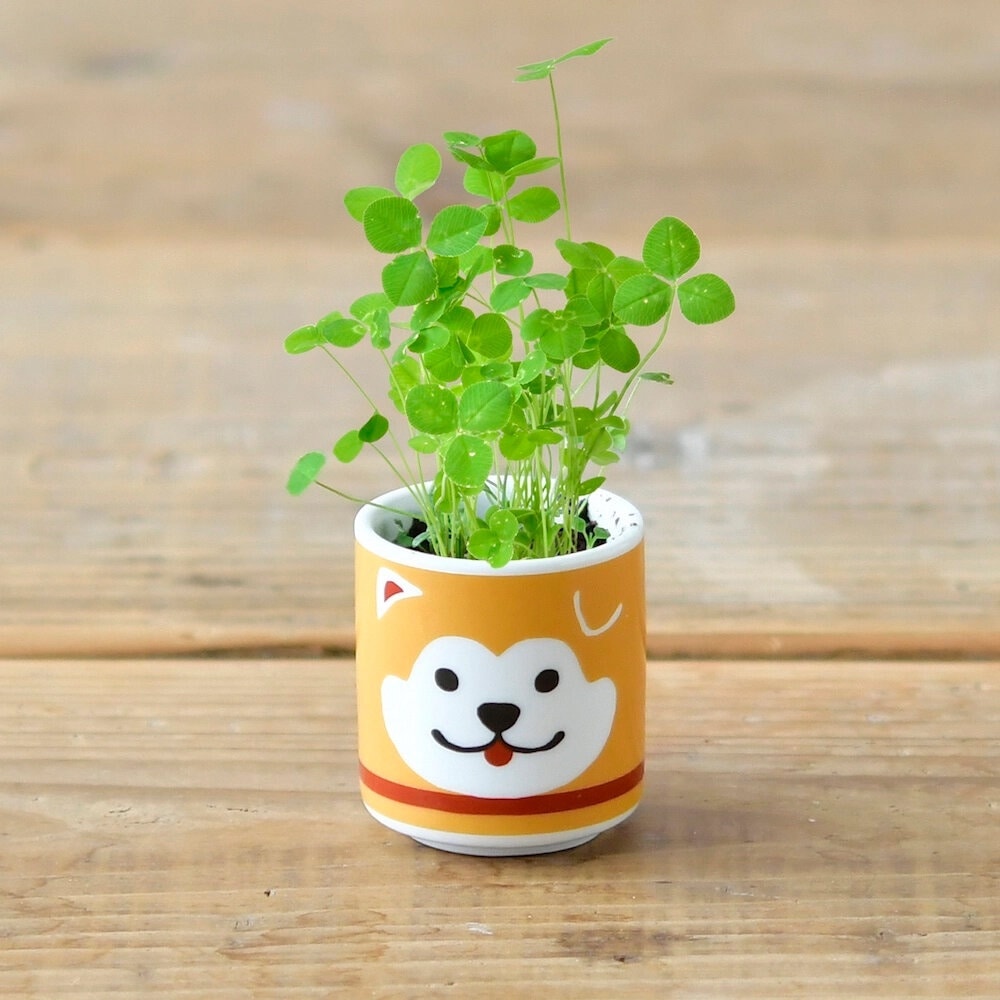 Lucky Plant - Hachi Dog