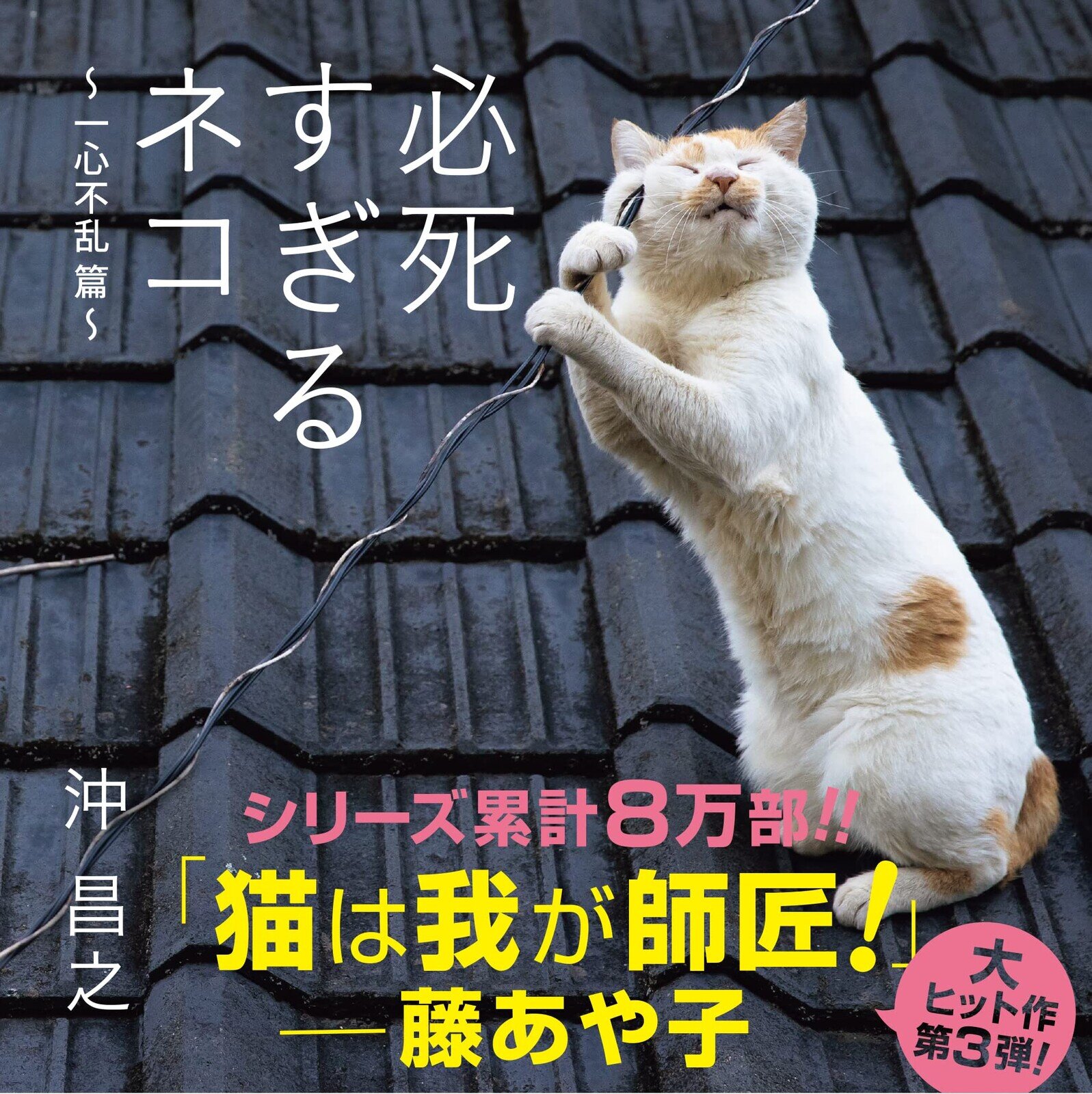 Bok, Funny Cat Photos 3