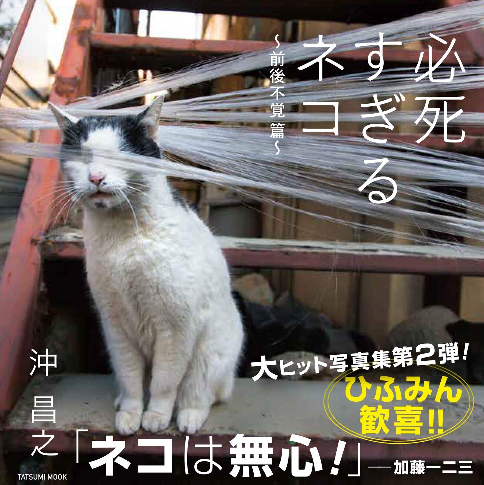 Bok, Funny Cat Photos 2